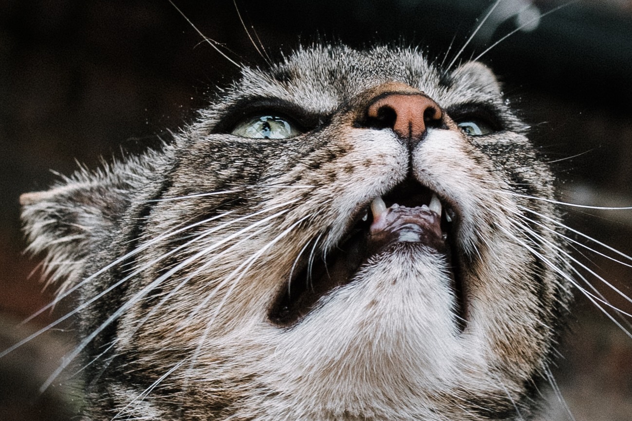 Close up of Remus sniffing some lavender.